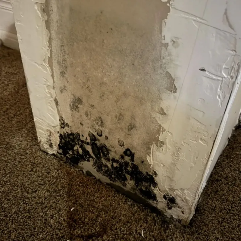 Professional Mold Removal in Lake Secession, SC